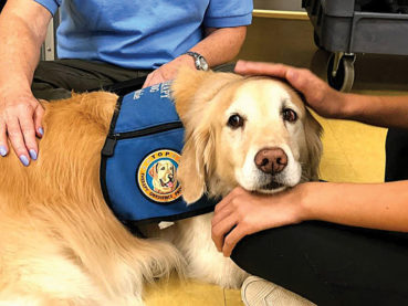 Garrison sniffs for a therapy dog