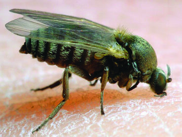 Buffalo gnats are back