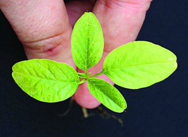 Invasive Palmer amaranth threatens Illinois crops