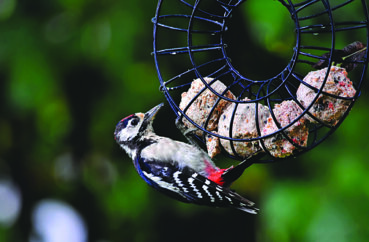 Feeding birds during winter