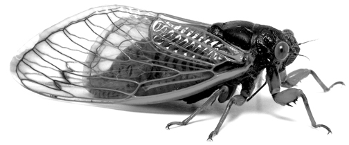 Year of the cicadas: