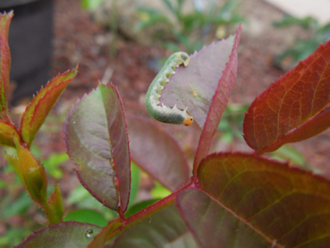 Why are there holes in my roses? Roseslugs
