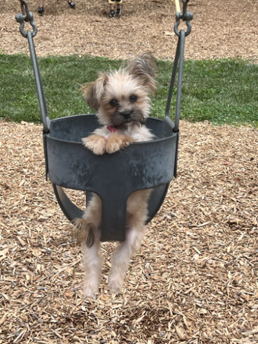 Duncan Park doggie