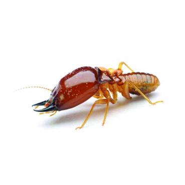 Termite troubles: Three tips for preventing infestations