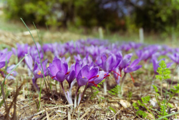 Not just for Spring: Fall blooming bulbs