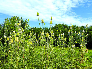 Teasel: An invasive species coming to a roadside near you?