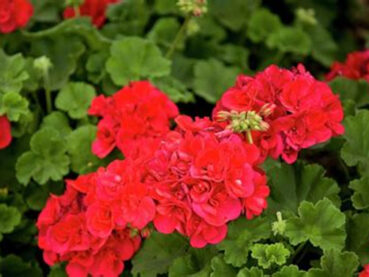 How to overwinter geraniums for next year’s garden
