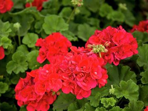 How to overwinter geraniums for next year’s garden