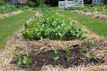 Don’t garden naked, cover up this winter