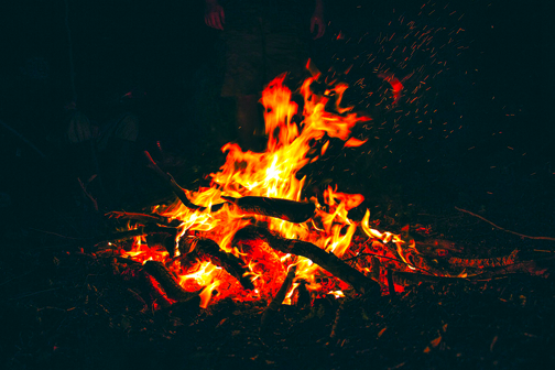 The hidden dangers of sharing firewood: Protecting our trees