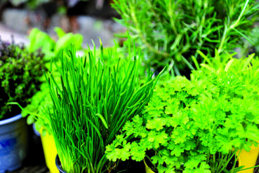 Creating a holiday herb garden: How to grow herbs for your holiday meals