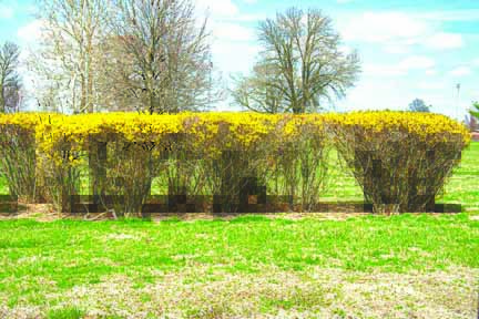 Help! My forsythia isn’t blooming like it used to