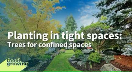 The perfect trees for confined spaces