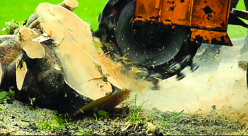 U of I Extension : What to do with that tree stump: A guide to tree stump removal