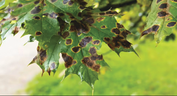 U of I Extension : Sick plants? Rotate fungicides to prevent resistance
