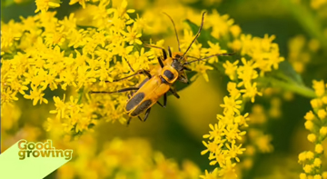 U of I Extension : Fall visitors: Goldenrod soldier beetles