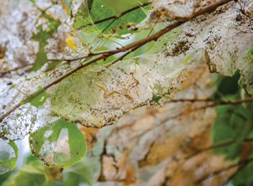U of I Extension : Webs in trees: The life and impact of fall webworms