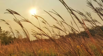 U of I Extension : The big three: dominant grasses of the tallgrass prairie