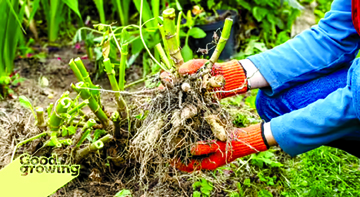 U of I Extension : Tips for overwintering tender bulbs