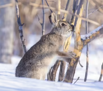 U of I Extension : Winter wildlife versusyour trees: Win the battle