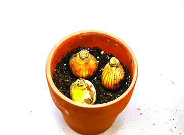 U of I Extension : Bringing spring indoors: How to force bulbs to bloom in winter