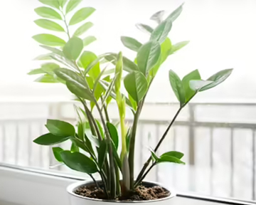 U of I Extension : Houseplant spotlight: the ZZ plant