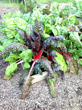 U of I Extension : Beat the blues – grow some greens