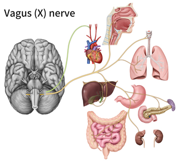 Health with the Hamels : The vagus nerve