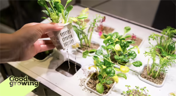 U of I Extension : Growing without soil: Getting started with hydroponics at home
