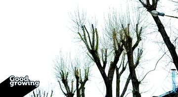 U of I Extension : Tree topping: Never a good option