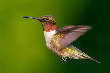 More than feeders: attracting hummingbirds to your landscape