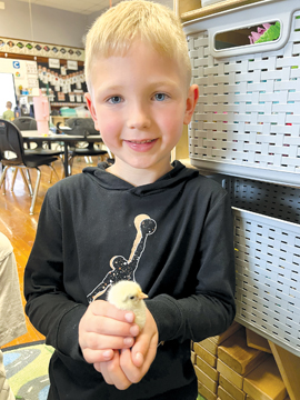 Ag in the Classroom : Incredible, fascinating chickens