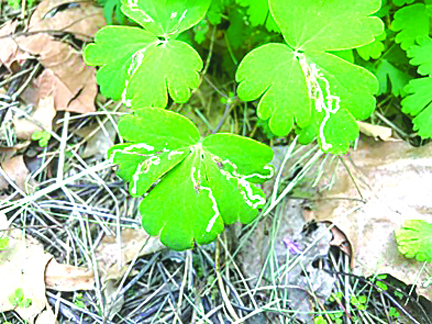U of I Extension: Columbines in the garden