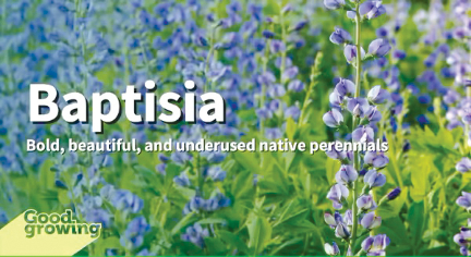 Baptisia: An underused native perennial