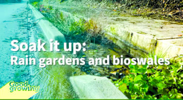 Soak it up: Rain gardens and bioswales