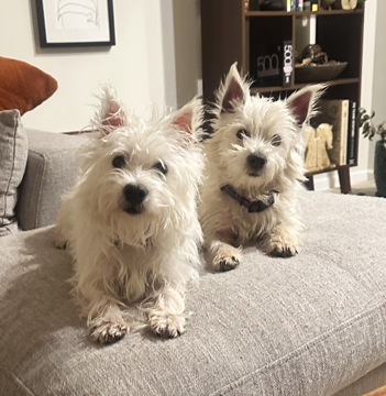 Lost puppies now safe and warm at home