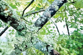 U of I Extension : Lichen in the landscape