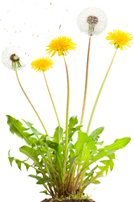 U OF I EXTENSION : Spring weed management begins in the fall