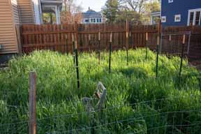 Getting started with cover crops in the garden