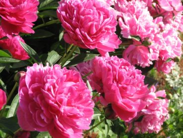 Herbaceous peonies Herbaceous peonies